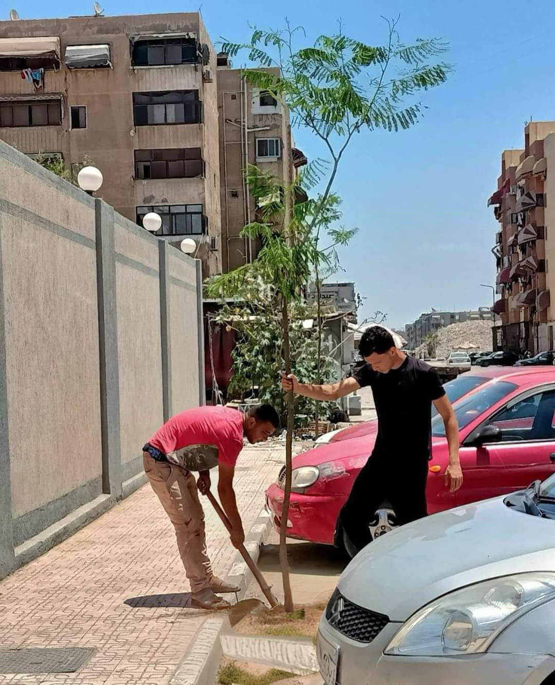 زراعة شجرة زراعة شجرة