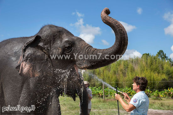 وليامز يرش الفيل بالماء  -اليوم السابع -10 -2015