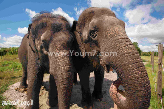 صورة تجمع بين اثنين من الأفيال المسنة  -اليوم السابع -10 -2015
