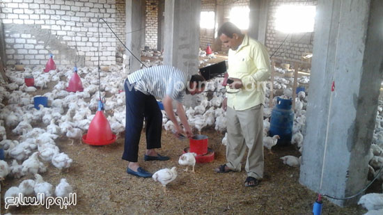 اصحاب المزارع داخل مزارعهم يراقبون الاعلاف امام الدواجن  -اليوم السابع -10 -2015