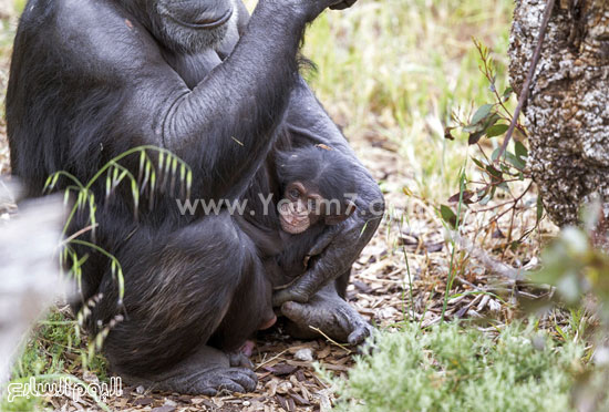 	أحضان الأم البديلة للشمبانزى اليتيم -اليوم السابع -10 -2015