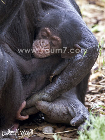 	التقاط اول صورة بين الشمبانزى الصغير ووالدته الجديدة -اليوم السابع -10 -2015