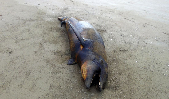 موت الحيوانات البحرية -اليوم السابع -10 -2015