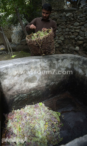 غسل العنب قبل هرسه لصناعة النبيذ -اليوم السابع -10 -2015