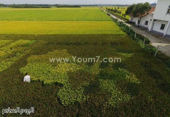 	الحقل الممتد لـ 200 متر مربع مزروع على شكل خريطة الصين. -اليوم السابع -10 -2015