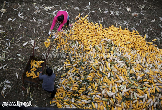 جنى الذرة فى الصين استعدادا لبيعها -اليوم السابع -10 -2015