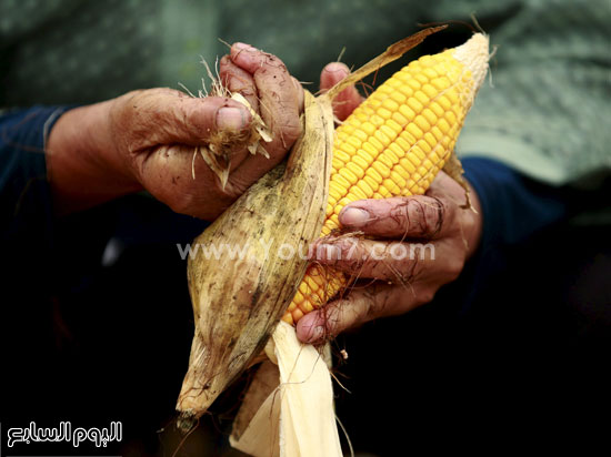 تقشير أحد المزارعين لحبة الذرة بيده -اليوم السابع -10 -2015