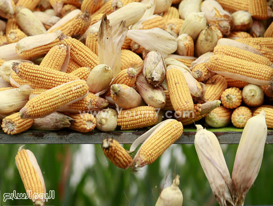 	محصول الذرة يعيد للمزارعين الصينيين العمل فى الأرض -اليوم السابع -10 -2015