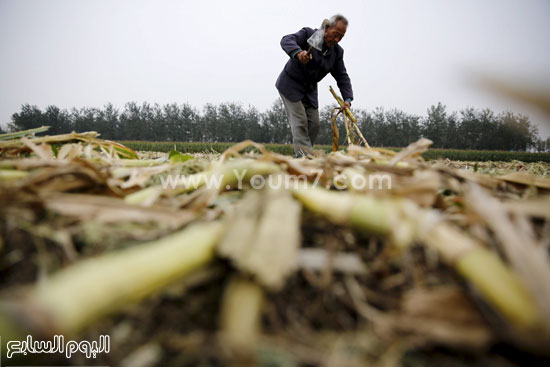 جنى أحد المزارعين لمحصول الذرة -اليوم السابع -10 -2015