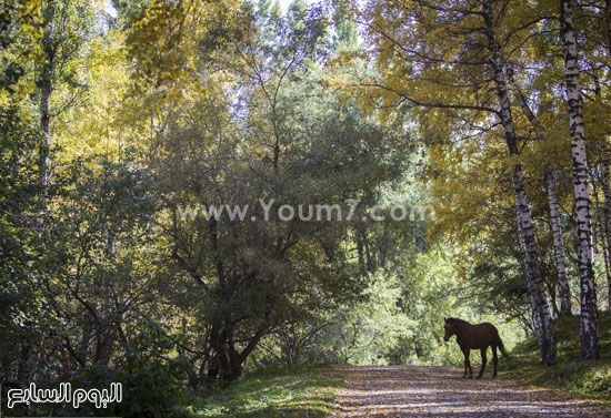 الخيول فى أوقات النهار والاستمتاع بضوء الشمس -اليوم السابع -10 -2015