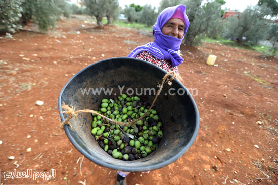 سيدة تحمل الزيتون -اليوم السابع -10 -2015