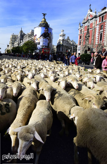  أكثر من 2000 خروف بشوارع إسبانيا -اليوم السابع -10 -2015