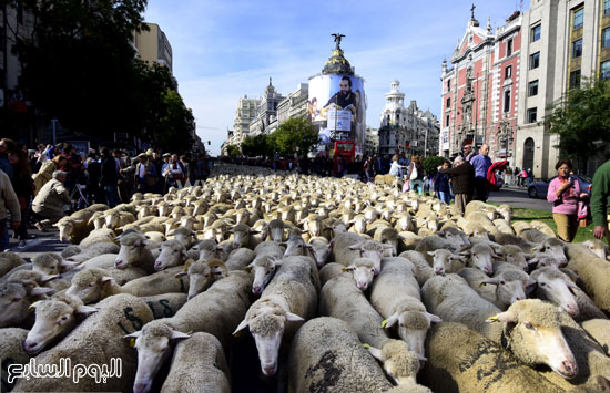  موكب الخراف يحتل شوارع إسبانيا -اليوم السابع -10 -2015