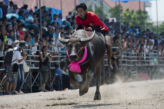 جانب من سباق الجاموس التايلاندى  -اليوم السابع -10 -2015