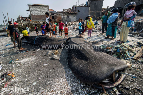 إندونيسيون يتجمعون حول سمكتين عملاقتين على أحد الشواطئ  -اليوم السابع -10 -2015