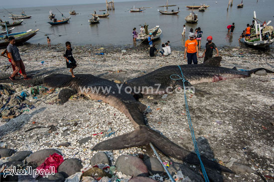 الحيتان الميتة بعد اصطيادها بالخطأ فى إندونيسيا  -اليوم السابع -10 -2015
