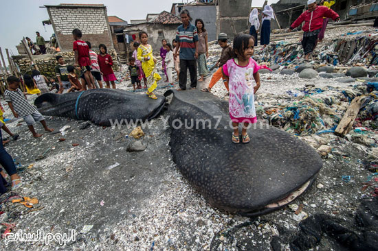 الأطفال يقفون على أجسام أسماك القرش العملاقة  -اليوم السابع -10 -2015