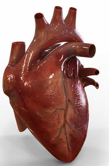  قلبك يمكن أن يظل ينبض حتى إذا تم فصله عن جسمك لأنه يحتوى على النبضات الكهربائية الخاصة به. -اليوم السابع -10 -2015