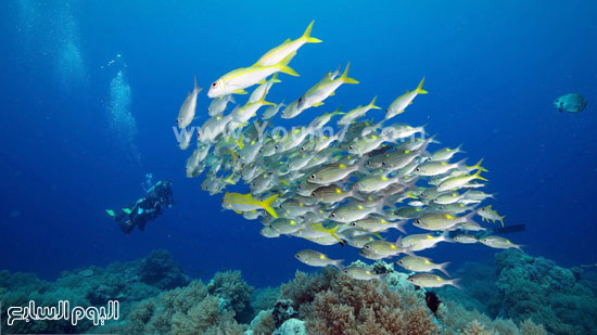 محمية بحرية تضم أجمل الأسماك فى العالم  -اليوم السابع -10 -2015
