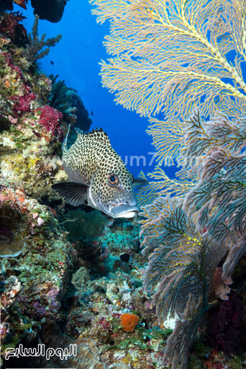 الشعاب المرجانية الرائعة فى المحمية البحرية  -اليوم السابع -10 -2015