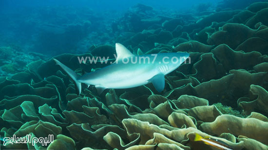 سمكة قرش ضخمة فى محمية بالاو البحرية  -اليوم السابع -10 -2015