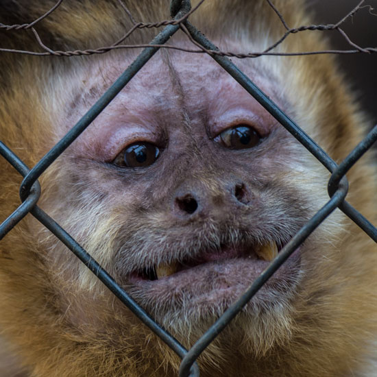 نظرات الحزن على وجه أحد القرود فى مركز إعادة التأهيل بتشيلى -اليوم السابع -10 -2015