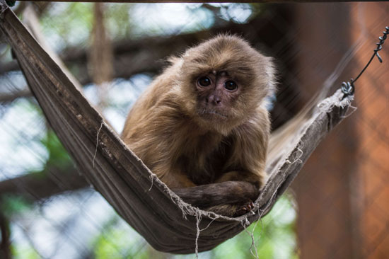 مركز إعادة التأهيل بتشيلى لعلاج القرود من إصابات الصيد -اليوم السابع -10 -2015