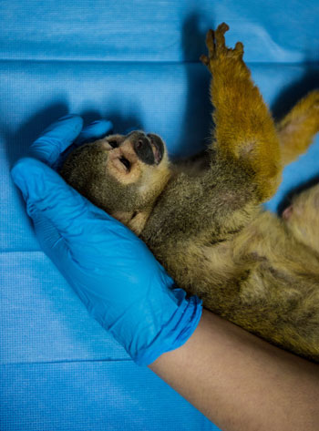 إعطاء الطبيب الدواء لأحد القرود فى مركز إعادة التأهيل بتشيلى -اليوم السابع -10 -2015