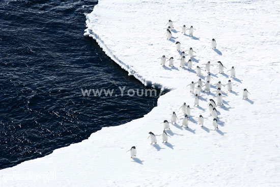 طيور البطريق فى القطب الجنوبى -اليوم السابع -10 -2015