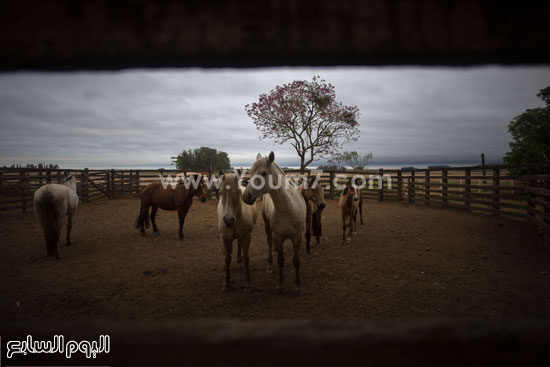 الخيول فى مزارع رعاة البقر فى  Alegrete -اليوم السابع -10 -2015