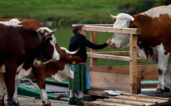 بداية انطلاق الأبقار من جبال الألب -اليوم السابع -10 -2015
