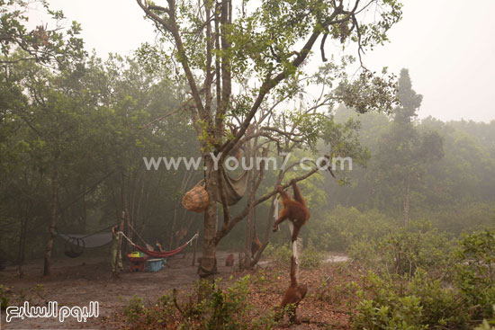 القردة تحاول تسلق الشجار هروبا من الضباب -اليوم السابع -10 -2015