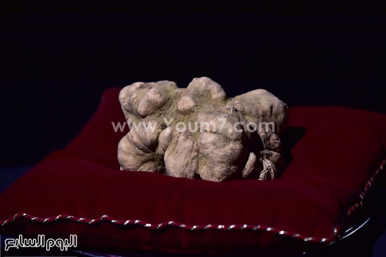 بيع فطر الكمأة البيضاء -اليوم السابع -11 -2015