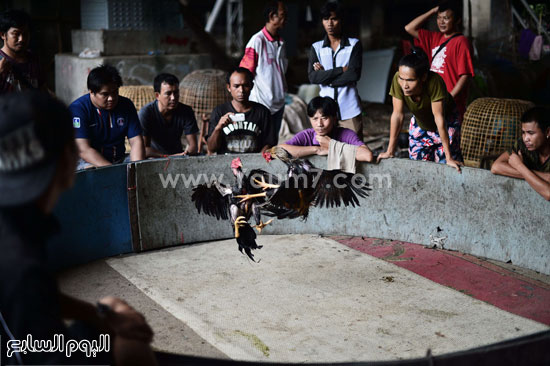 مصارعة الديوك فى بانكوك تايلاند -اليوم السابع -11 -2015