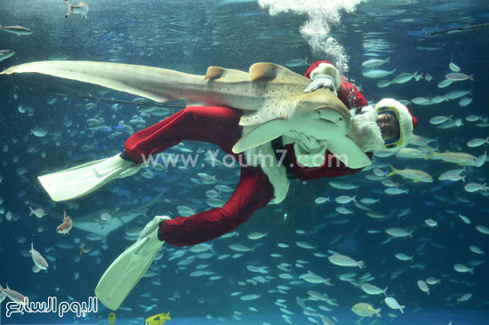 فقط فى اليابان بابا نويل يسبح فى البحار  -اليوم السابع -11 -2015
