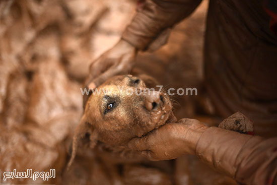 اليوم السابع -11 -2015