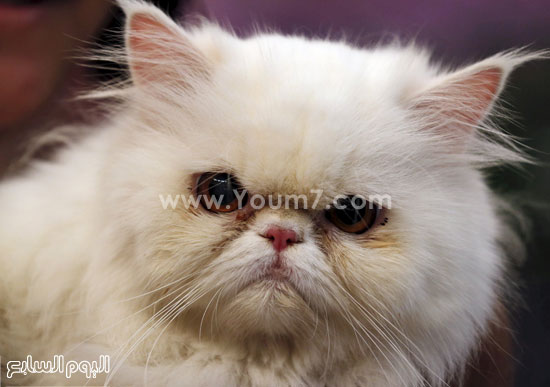  قطط بيكى فيس ذات الأنف القصير -اليوم السابع -11 -2015