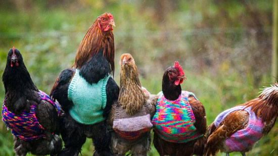 الدجاج يرتدى ملابس شتوية -اليوم السابع -11 -2015