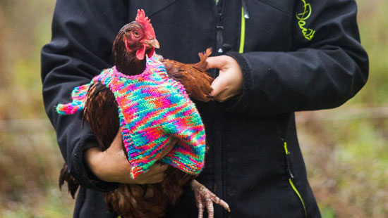 معطف ليحمى الدجاج من البرد -اليوم السابع -11 -2015