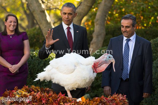 	أوباما مع الديك الرومى 2015 -اليوم السابع -11 -2015