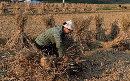 جنى أحد المزارعين الفيتناميين لمحصول الأرز بيده -اليوم السابع -11 -2015