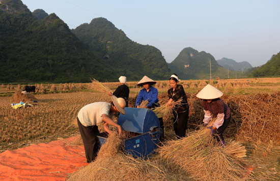 مشاركة عدد من المزارعين فى جنى محصول الأرز فى المنطقة الجبلية الشمالية من 