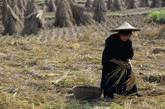 اعتماد المزارعين الفيتناميين على السكين فى جنى محصول الأرز -اليوم السابع -11 -2015