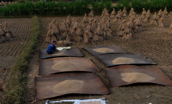 جانب آخر من حصاد المزارعين الفيتناميين لمحصول الأرز -اليوم السابع -11 -2015