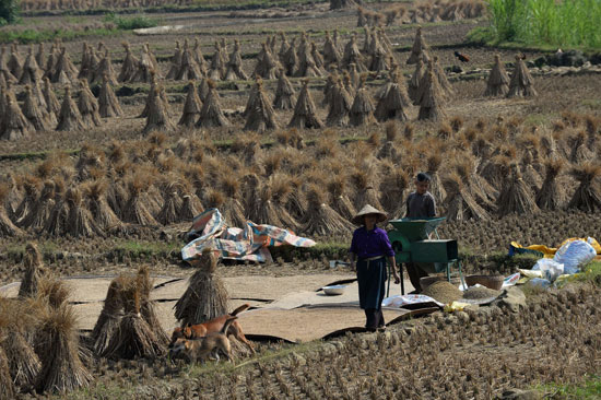 يعمل المزارعون الفيتناميون هذه الفترة على جنى محصول الأرز. -اليوم السابع -11 -2015