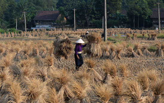 مزارع عجوز يقوم بعمله فى حصاد محصول الأرز -اليوم السابع -11 -2015