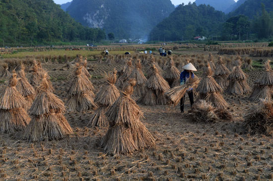 أكوام من محصول الأرز يقوم المزارع بترتيبها. -اليوم السابع -11 -2015