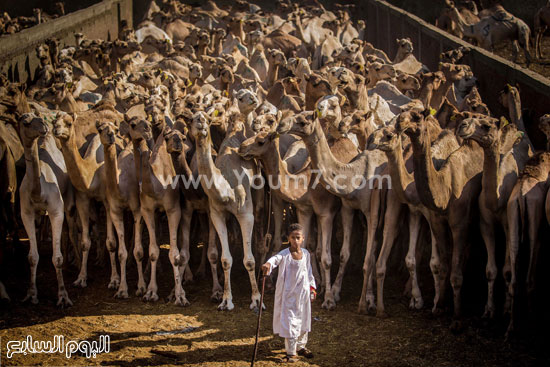 طفل فى سوق الجمال -اليوم السابع -11 -2015