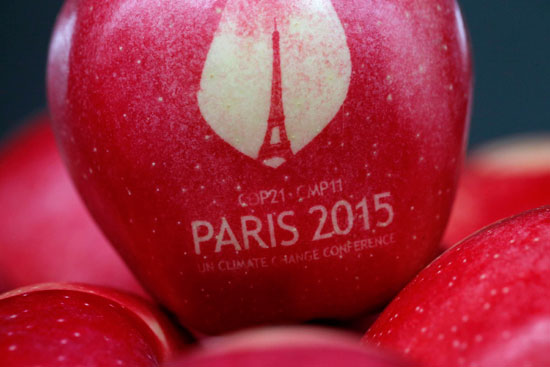  التفاح هدية للضيوف الحاضرين فى مؤتمر المناخ  -اليوم السابع -11 -2015