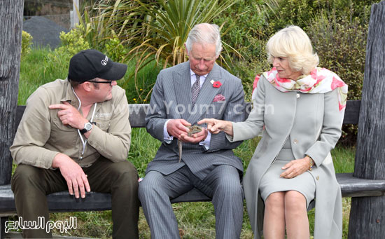 حمل الأمير تشارلز للسحلية فى جنوب نيوزيلندا -اليوم السابع -11 -2015
